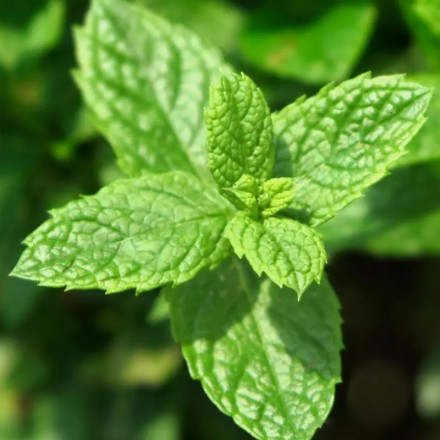 Parfum for Men Yodeyma Mint Ocean 15ml